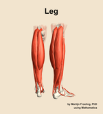 Muscles of the Leg - orientation 6