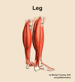 Muscles of the Leg - orientation 7