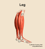 Muscles of the Leg - orientation 8