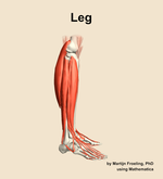 Muscles of the Leg - orientation 9