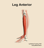 Muscles of the anterior compartment of the leg - orientation 1