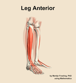 Muscles of the anterior compartment of the leg - orientation 10