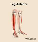 Muscles of the anterior compartment of the leg - orientation 11