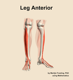 Muscles of the anterior compartment of the leg - orientation 12