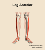 Muscles of the anterior compartment of the leg - orientation 13