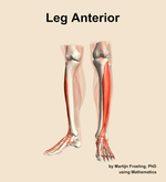 Muscles of the anterior compartment of the leg - orientation 14