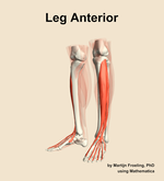 Muscles of the anterior compartment of the leg - orientation 15