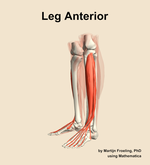 Muscles of the anterior compartment of the leg - orientation 16
