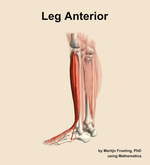 Muscles of the anterior compartment of the leg - orientation 2