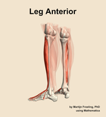 Muscles of the anterior compartment of the leg - orientation 3