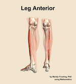 Muscles of the anterior compartment of the leg - orientation 4