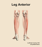 Muscles of the anterior compartment of the leg - orientation 5