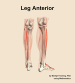 Muscles of the anterior compartment of the leg - orientation 6
