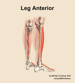Muscles of the anterior compartment of the leg - orientation 7