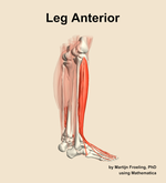 Muscles of the anterior compartment of the leg - orientation 8
