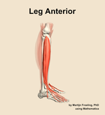 Muscles of the anterior compartment of the leg - orientation 9
