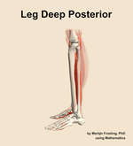 Muscles of the deep posterior compartment of the leg - orientation 1