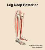 Muscles of the deep posterior compartment of the leg - orientation 10