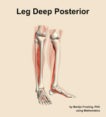 Muscles of the deep posterior compartment of the leg - orientation 11