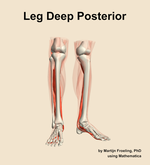 Muscles of the deep posterior compartment of the leg - orientation 12