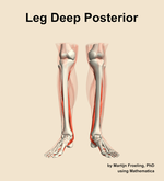 Muscles of the deep posterior compartment of the leg - orientation 13