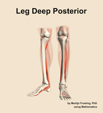 Muscles of the deep posterior compartment of the leg - orientation 14