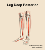 Muscles of the deep posterior compartment of the leg - orientation 15
