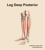 Muscles of the deep posterior compartment of the leg - orientation 16