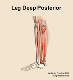 Muscles of the deep posterior compartment of the leg - orientation 2