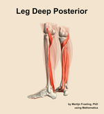Muscles of the deep posterior compartment of the leg - orientation 3