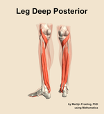 Muscles of the deep posterior compartment of the leg - orientation 4