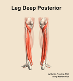 Muscles of the deep posterior compartment of the leg - orientation 5