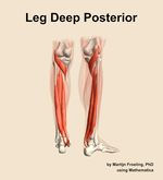 Muscles of the deep posterior compartment of the leg - orientation 6