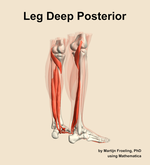 Muscles of the deep posterior compartment of the leg - orientation 7