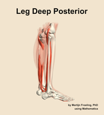 Muscles of the deep posterior compartment of the leg - orientation 8
