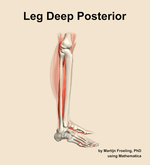 Muscles of the deep posterior compartment of the leg - orientation 9