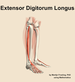 The extensor digitorum longus muscle of the leg - orientation 10