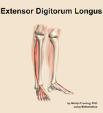 The extensor digitorum longus muscle of the leg - orientation 11