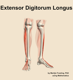 The extensor digitorum longus muscle of the leg - orientation 12