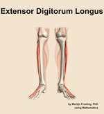 The extensor digitorum longus muscle of the leg - orientation 13