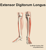 The extensor digitorum longus muscle of the leg - orientation 14