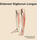 The extensor digitorum longus muscle of the leg - orientation 15