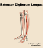 The extensor digitorum longus muscle of the leg - orientation 16