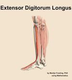 The extensor digitorum longus muscle of the leg - orientation 2