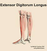 The extensor digitorum longus muscle of the leg - orientation 3