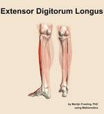 The extensor digitorum longus muscle of the leg - orientation 4