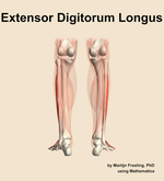 The extensor digitorum longus muscle of the leg - orientation 5