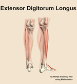 The extensor digitorum longus muscle of the leg - orientation 6