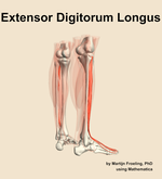The extensor digitorum longus muscle of the leg - orientation 7