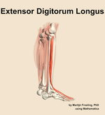 The extensor digitorum longus muscle of the leg - orientation 8